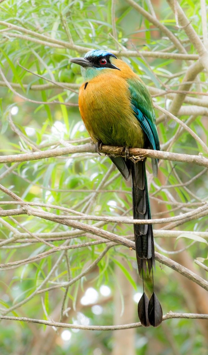 Lesson Motmotu - ML647628993