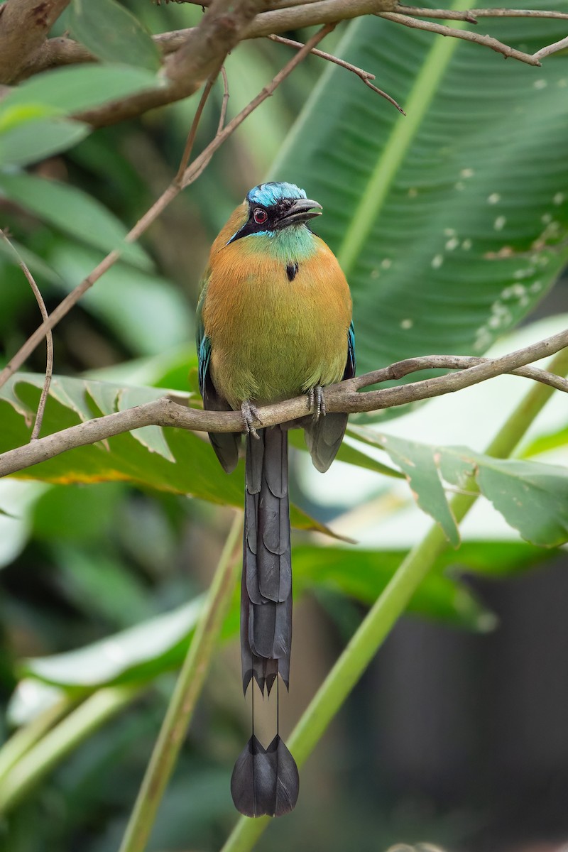 Lesson Motmotu - ML647628995