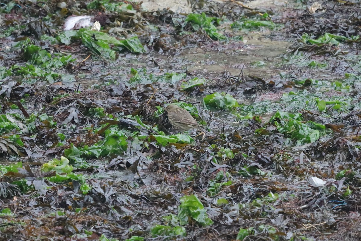 Rock Pipit - ML647629020