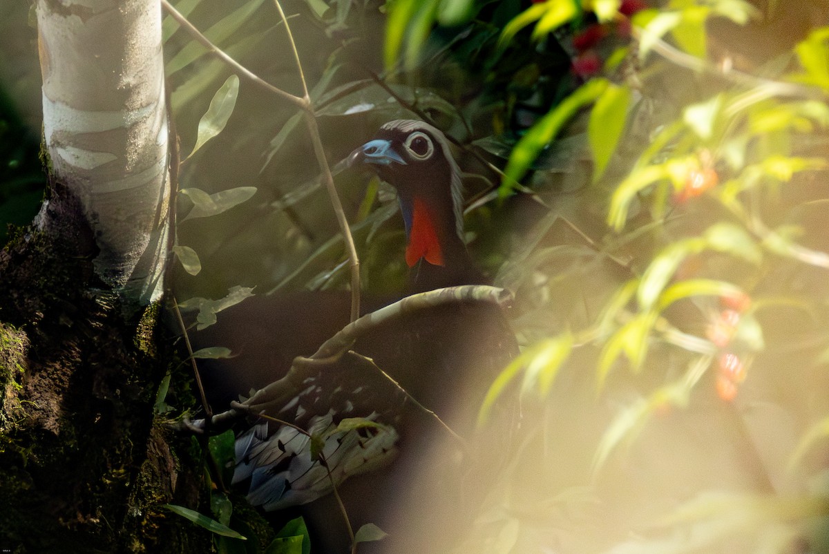 Black-fronted Piping-Guan - ML647629031