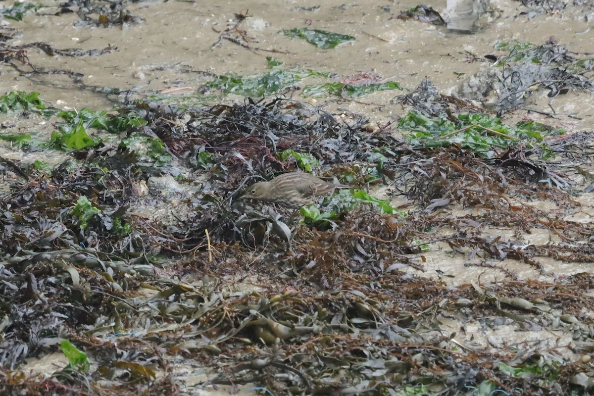 Rock Pipit - ML647629046