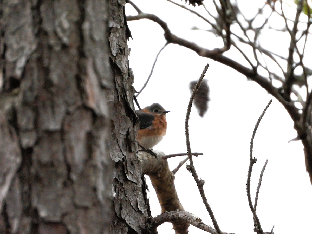 Eastern Bluebird - ML647629059