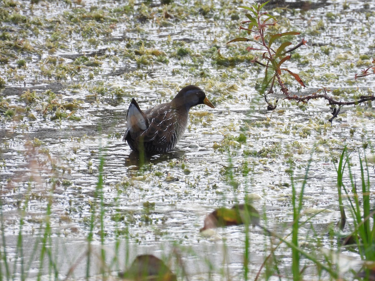 ברודית אמריקנית - ML647629089