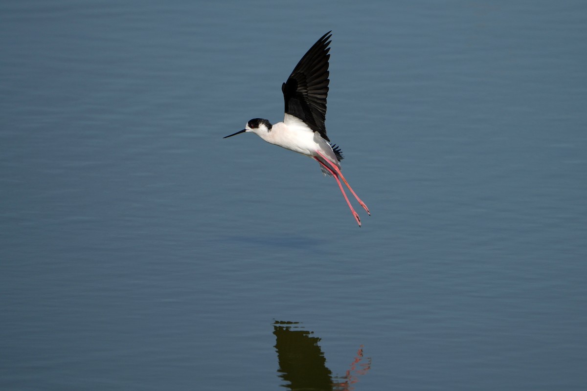 高蹺鴴 - ML647629103