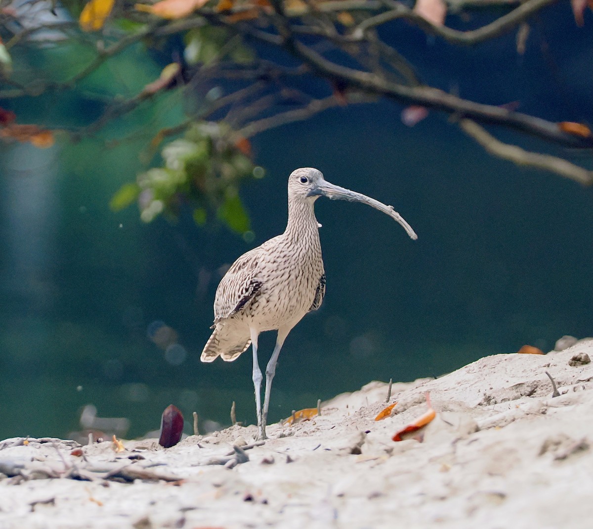 Kurlinta siberiarra - ML647629110