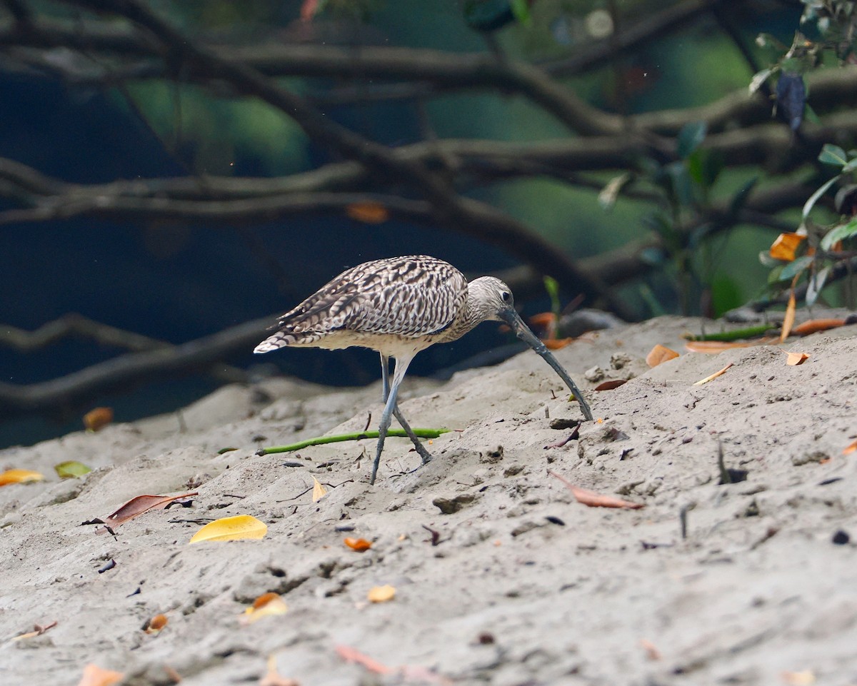 Kurlinta siberiarra - ML647629111