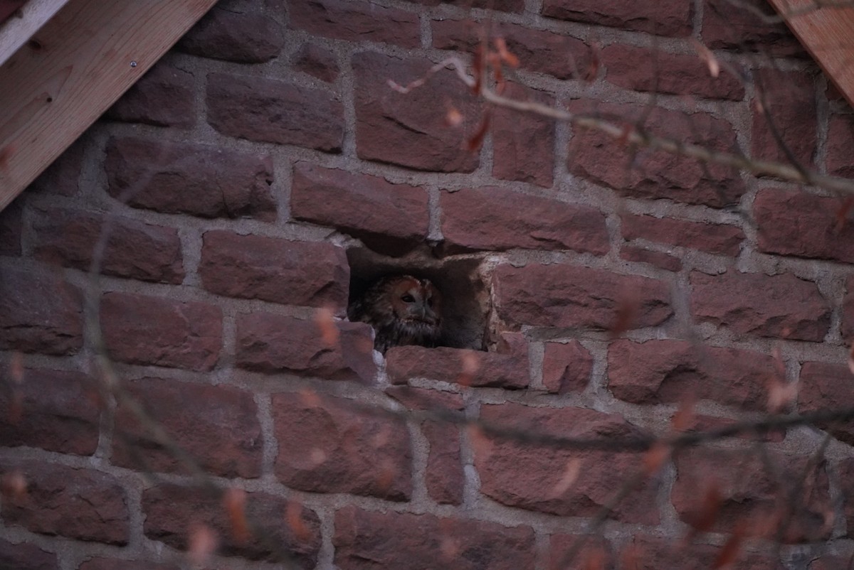 kattugle - ML647629112