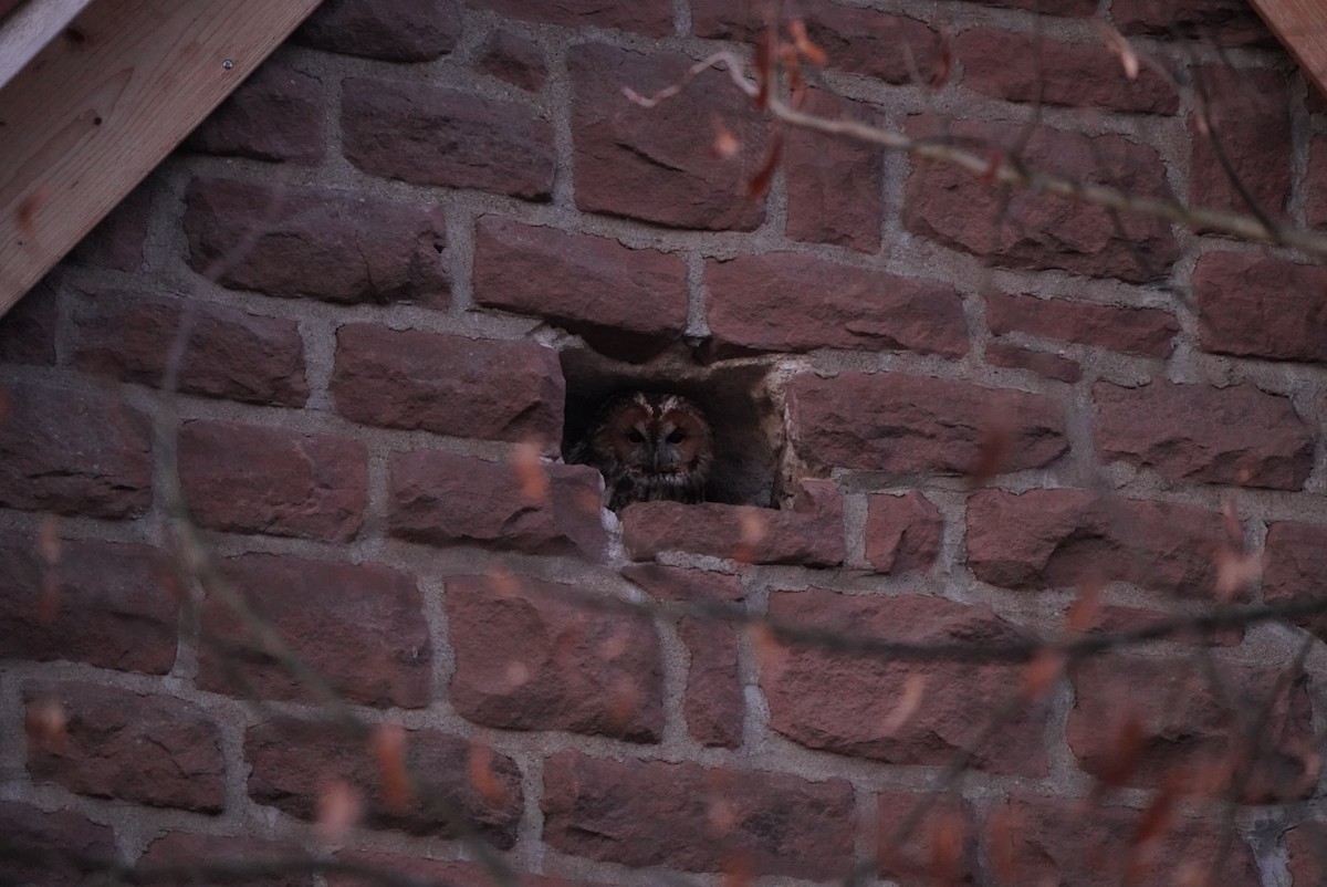 kattugle - ML647629119