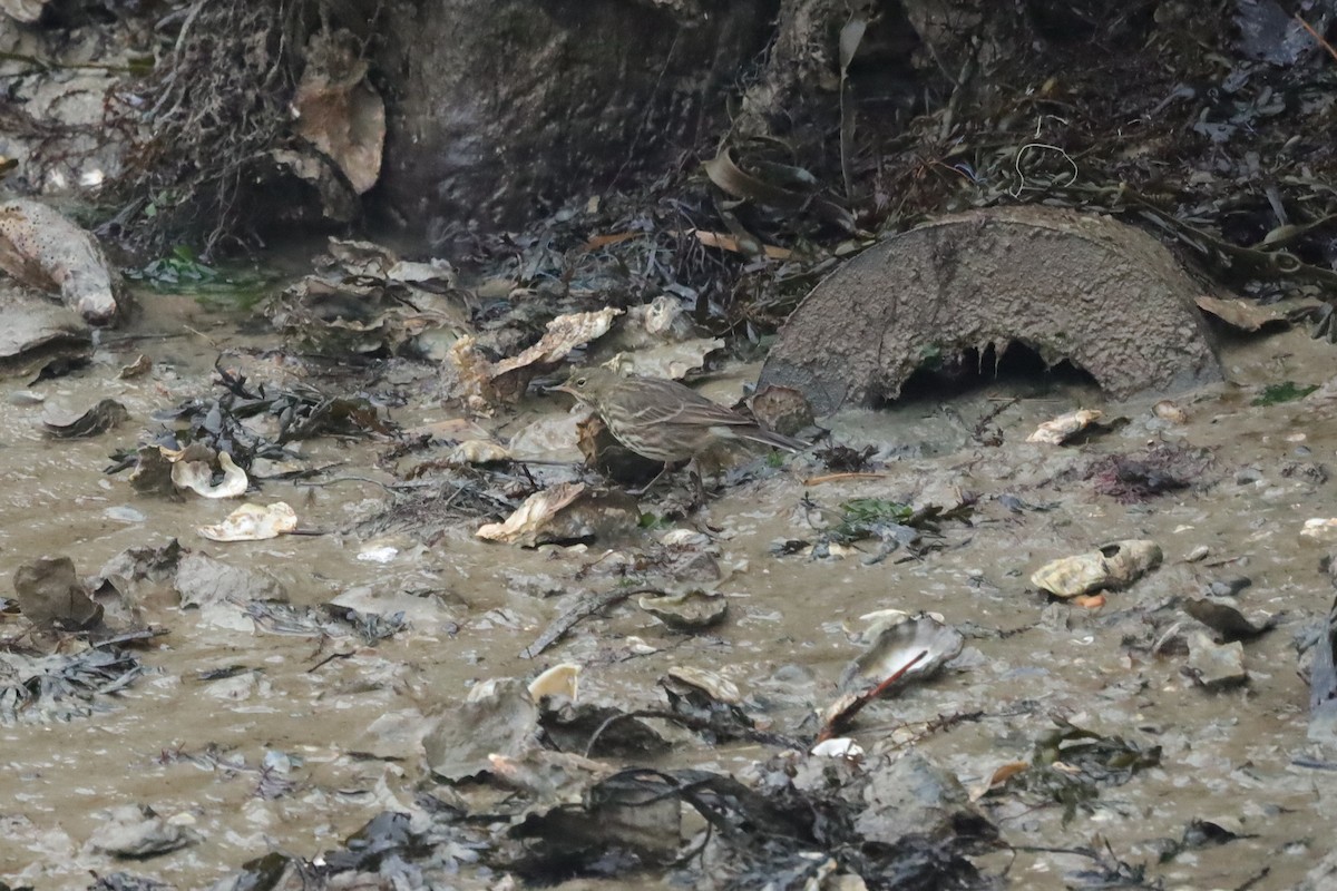 Rock Pipit - ML647629126