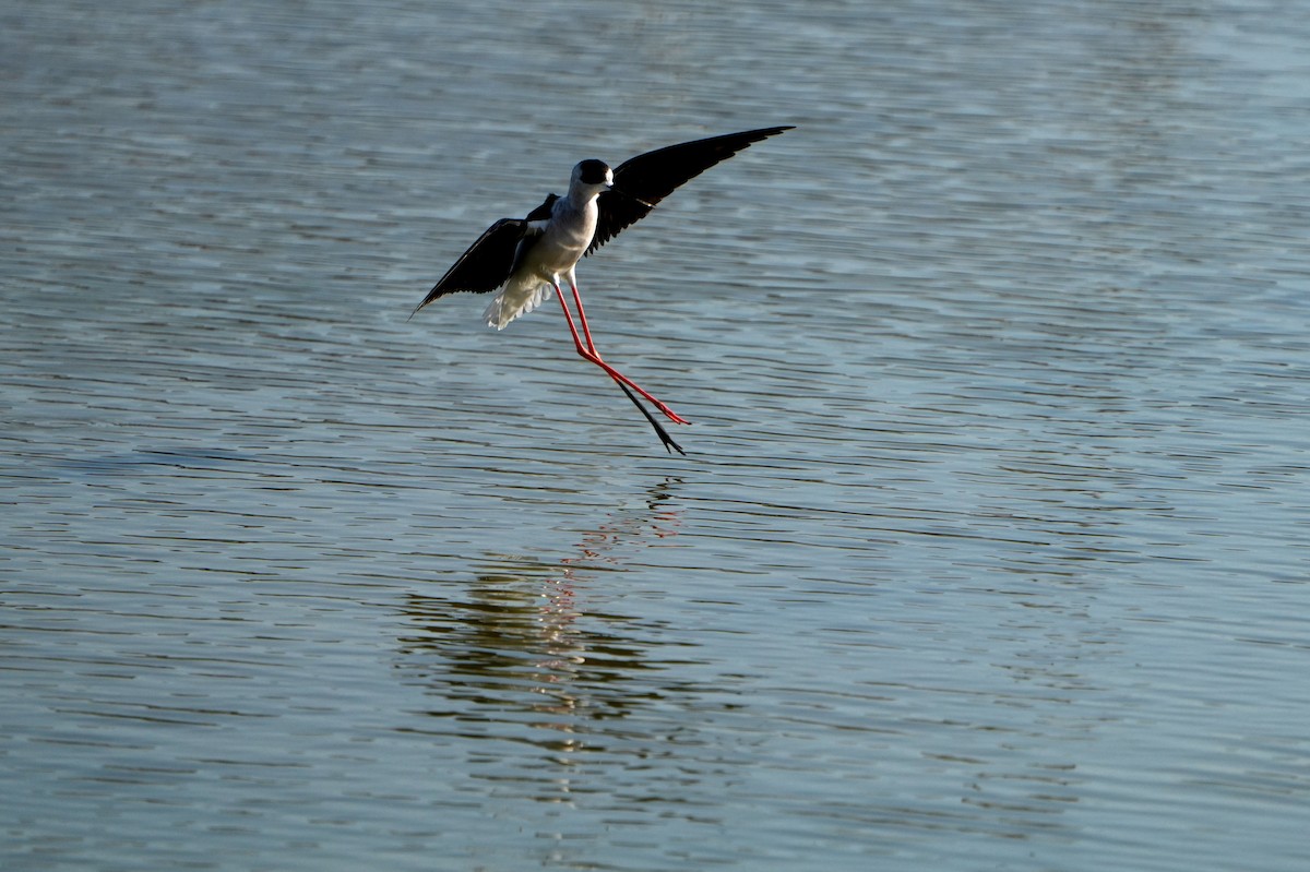 高蹺鴴 - ML647629127
