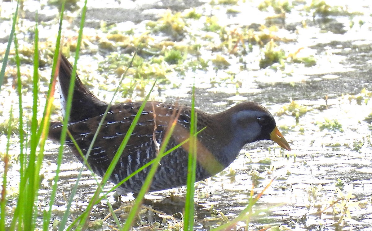 ברודית אמריקנית - ML647629146