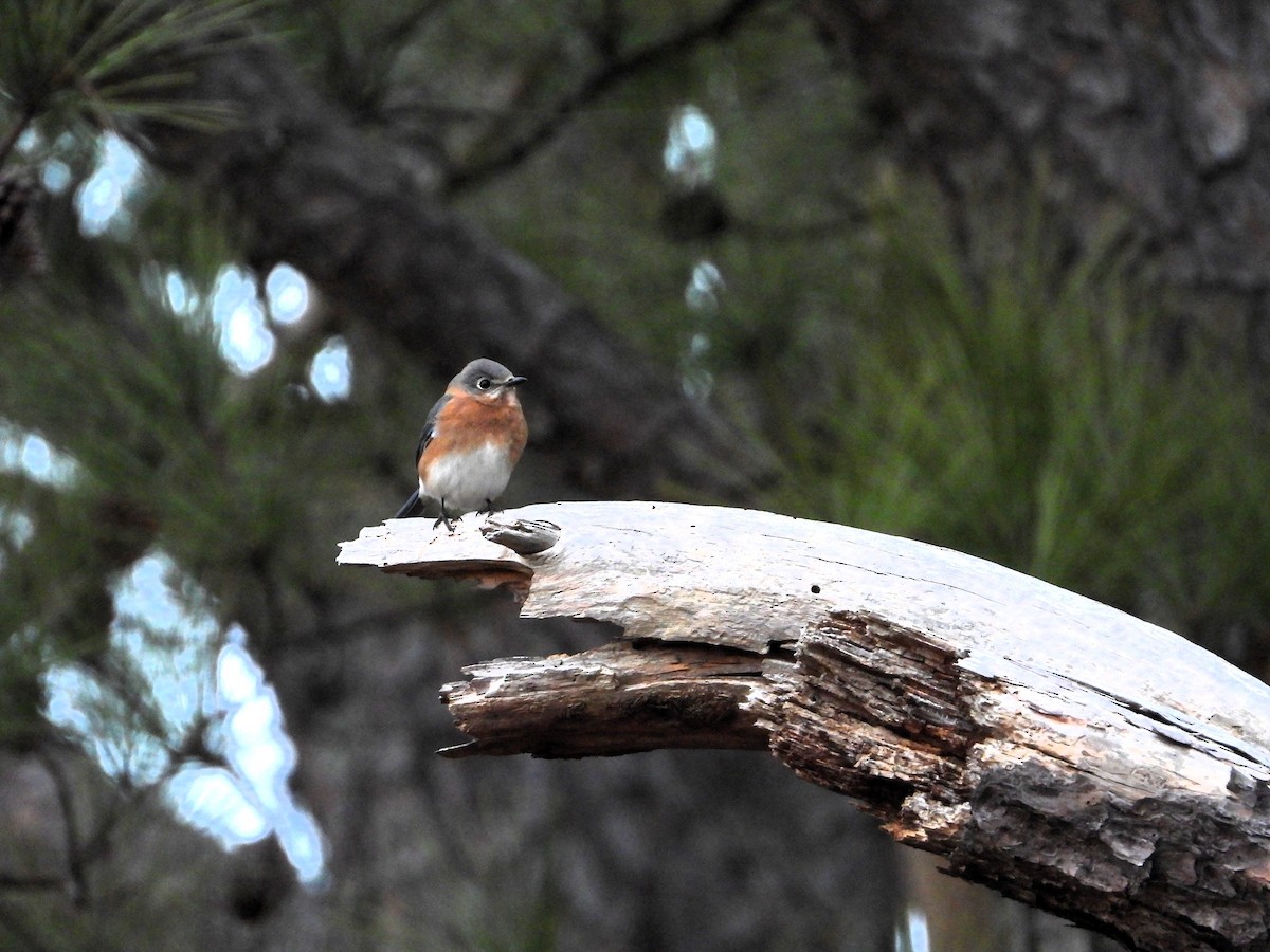 Eastern Bluebird - ML647629150