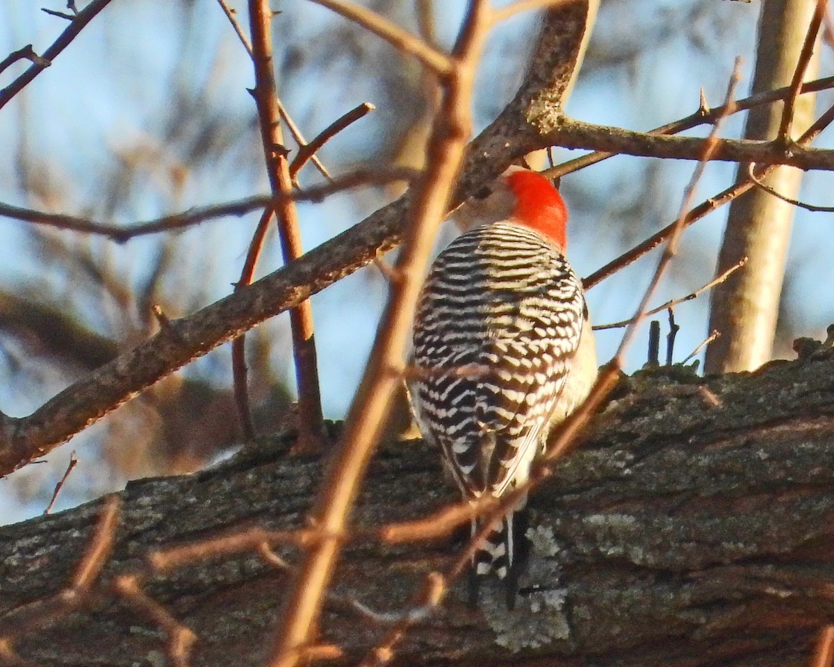 Carolinaspecht - ML647629156