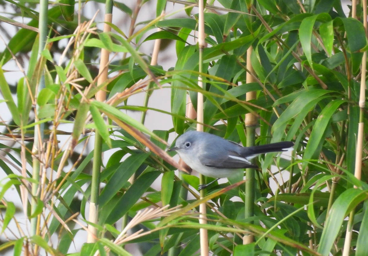 ברחשית כחלחלה - ML647629177