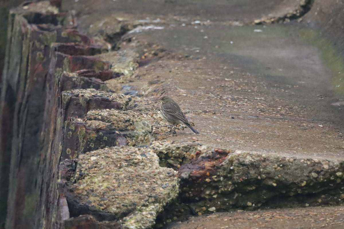 Rock Pipit - ML647629180