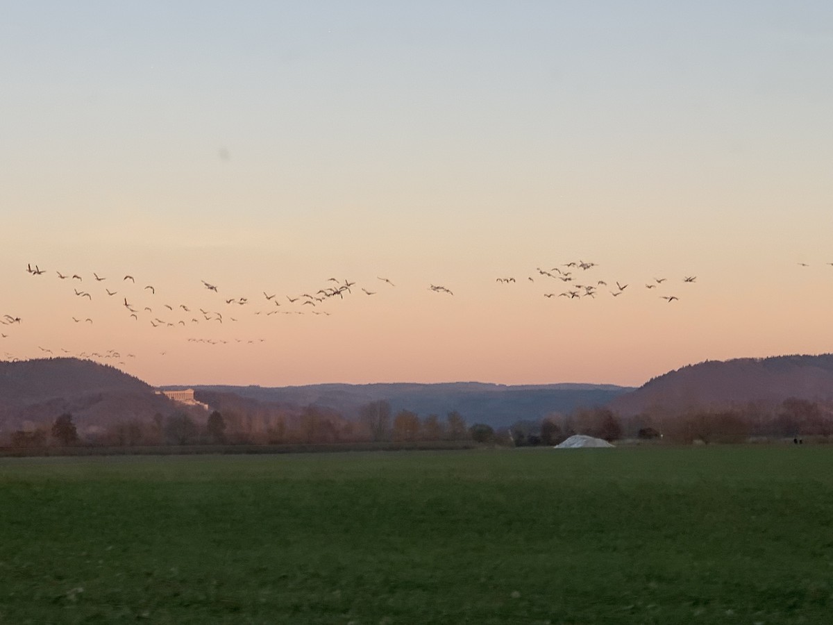 Oie cendrée - ML647629188