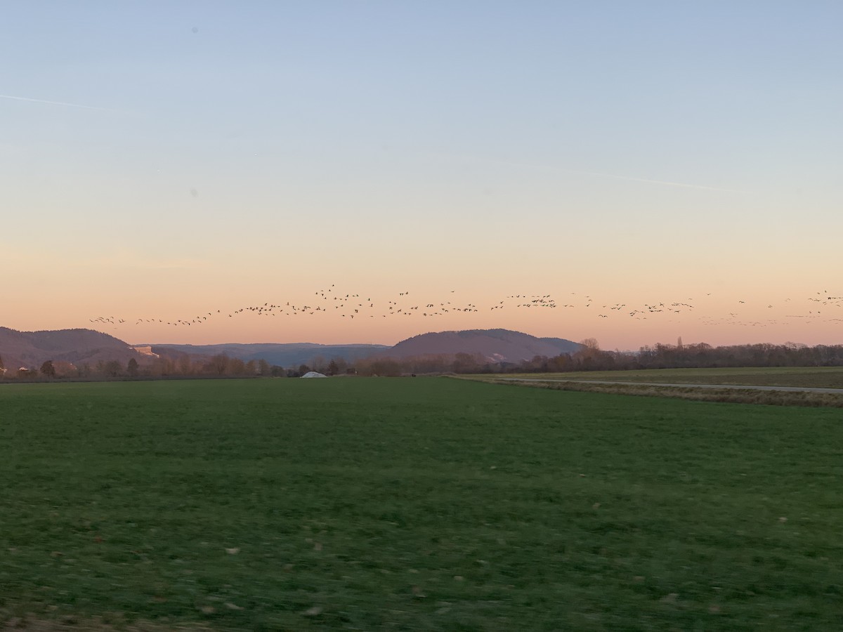 Oie cendrée - ML647629189