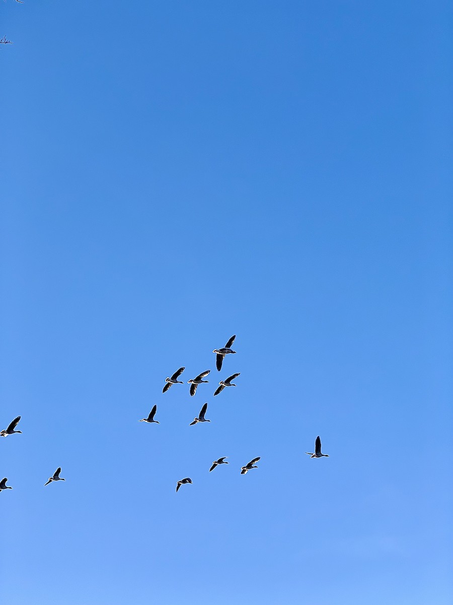 Oie cendrée - ML647629190