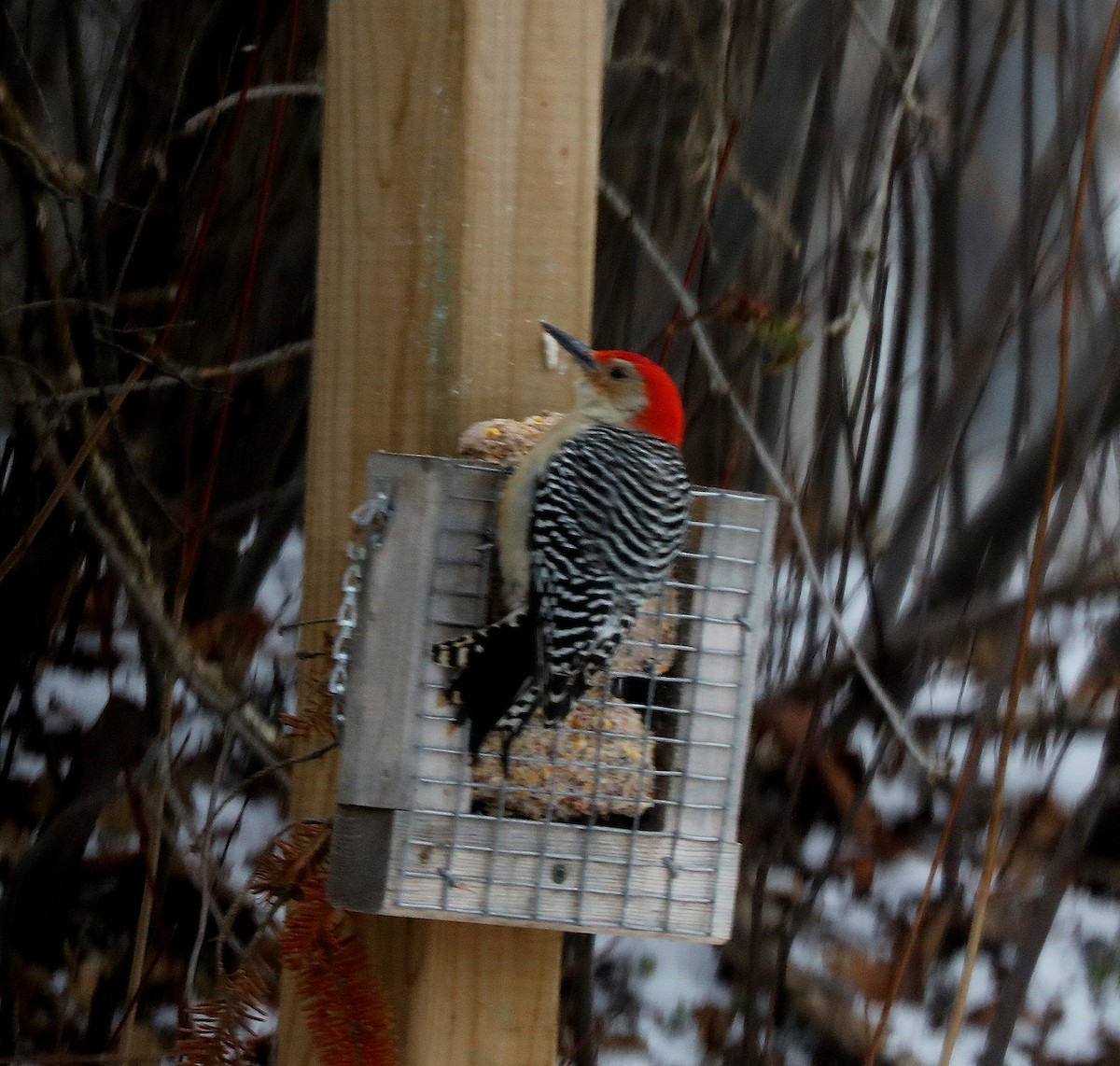 Carolinaspecht - ML647629197