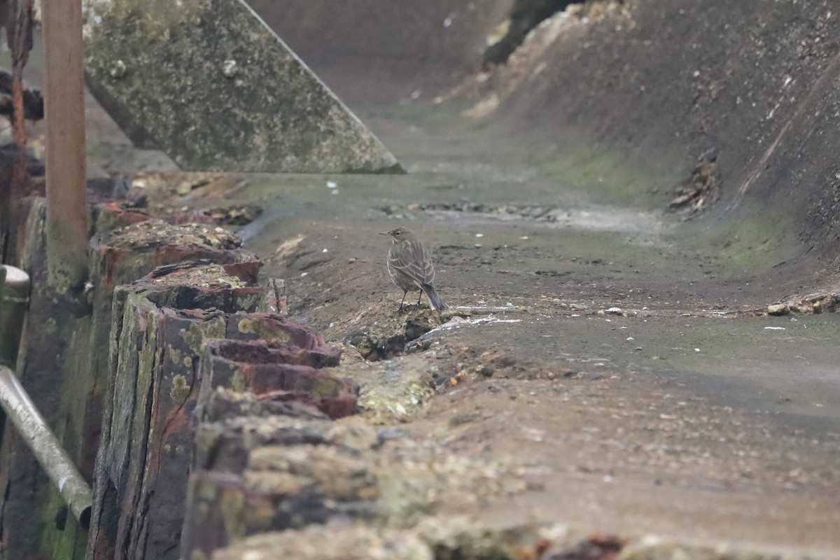 Rock Pipit - ML647629222