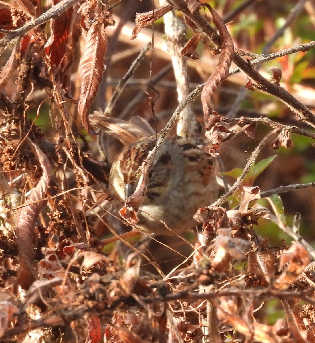 Swamp Sparrow - ML647629229