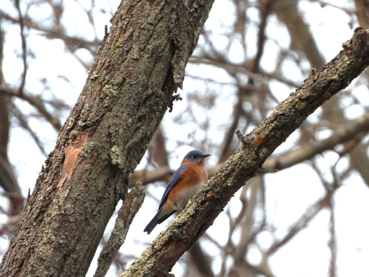 Eastern Bluebird - ML647629238