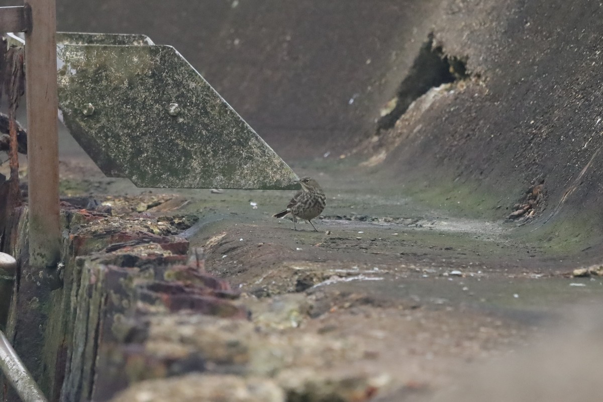 Rock Pipit - ML647629299