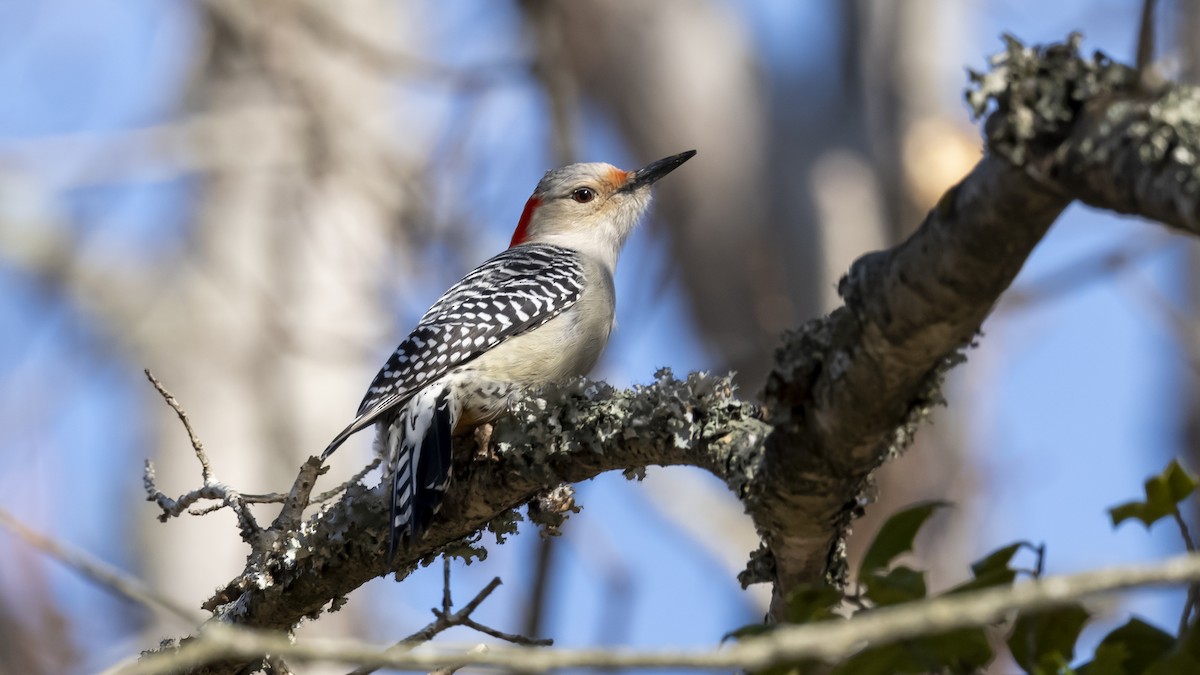 Carolinaspecht - ML647629300