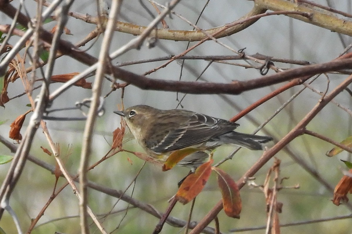 סבכון הכתר - ML647629321