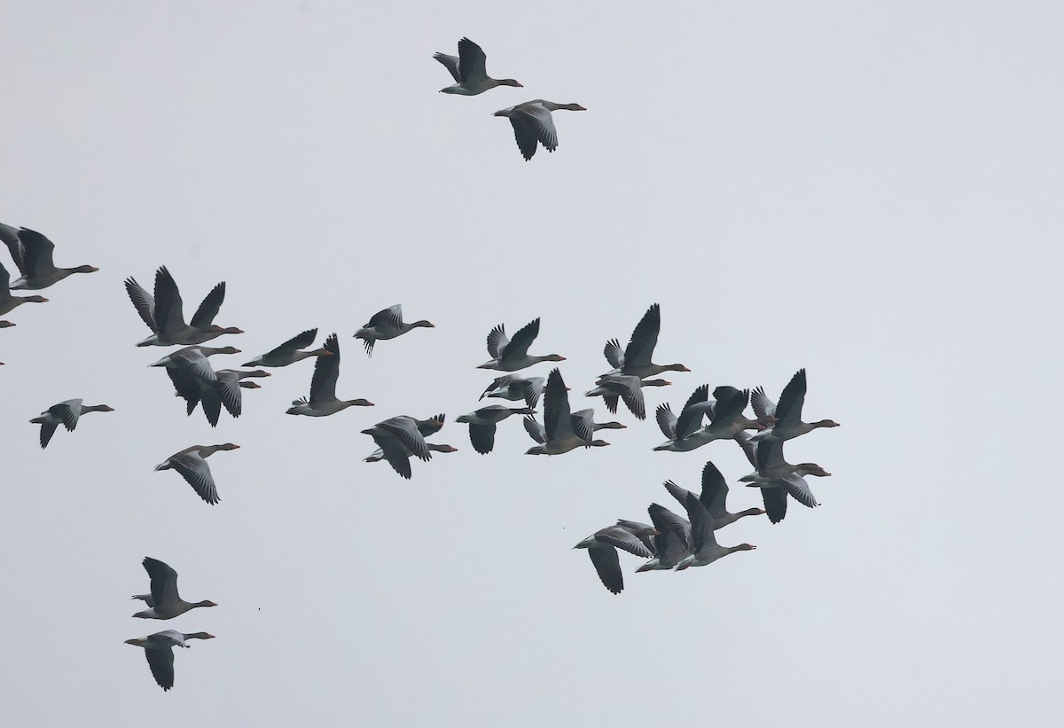 Oie cendrée - ML647629336