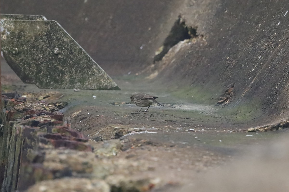 Rock Pipit - ML647629402