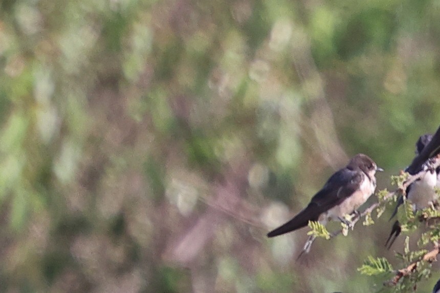 灰沙燕 - ML647629412