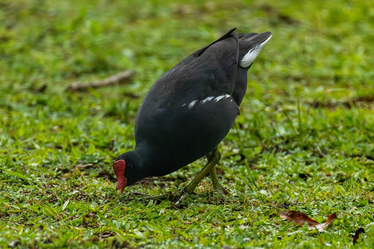 Amerika Sutavuğu - ML647629413