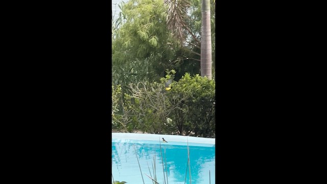 Black-vented Oriole - ML647629426