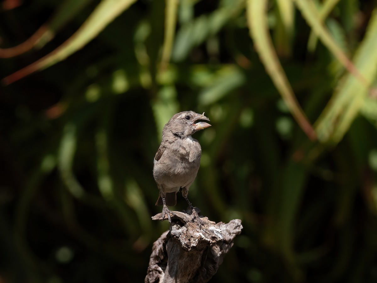 White-throated Canary - ML647629438