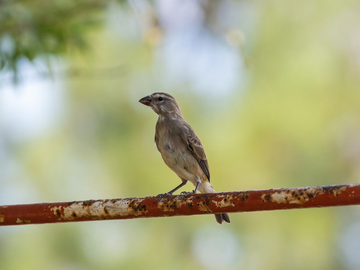 White-throated Canary - ML647629439