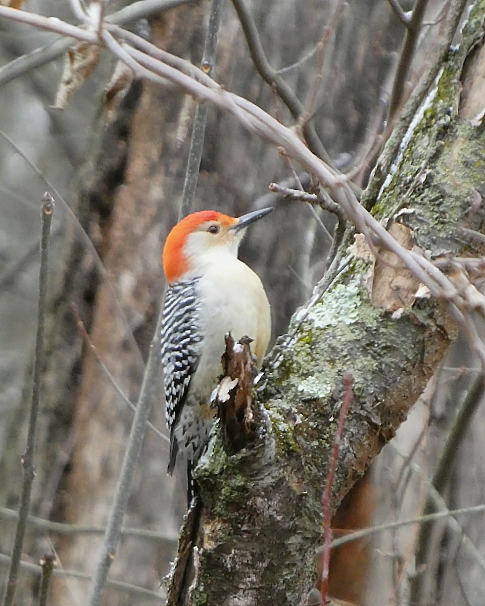 Carolinaspecht - ML647629444