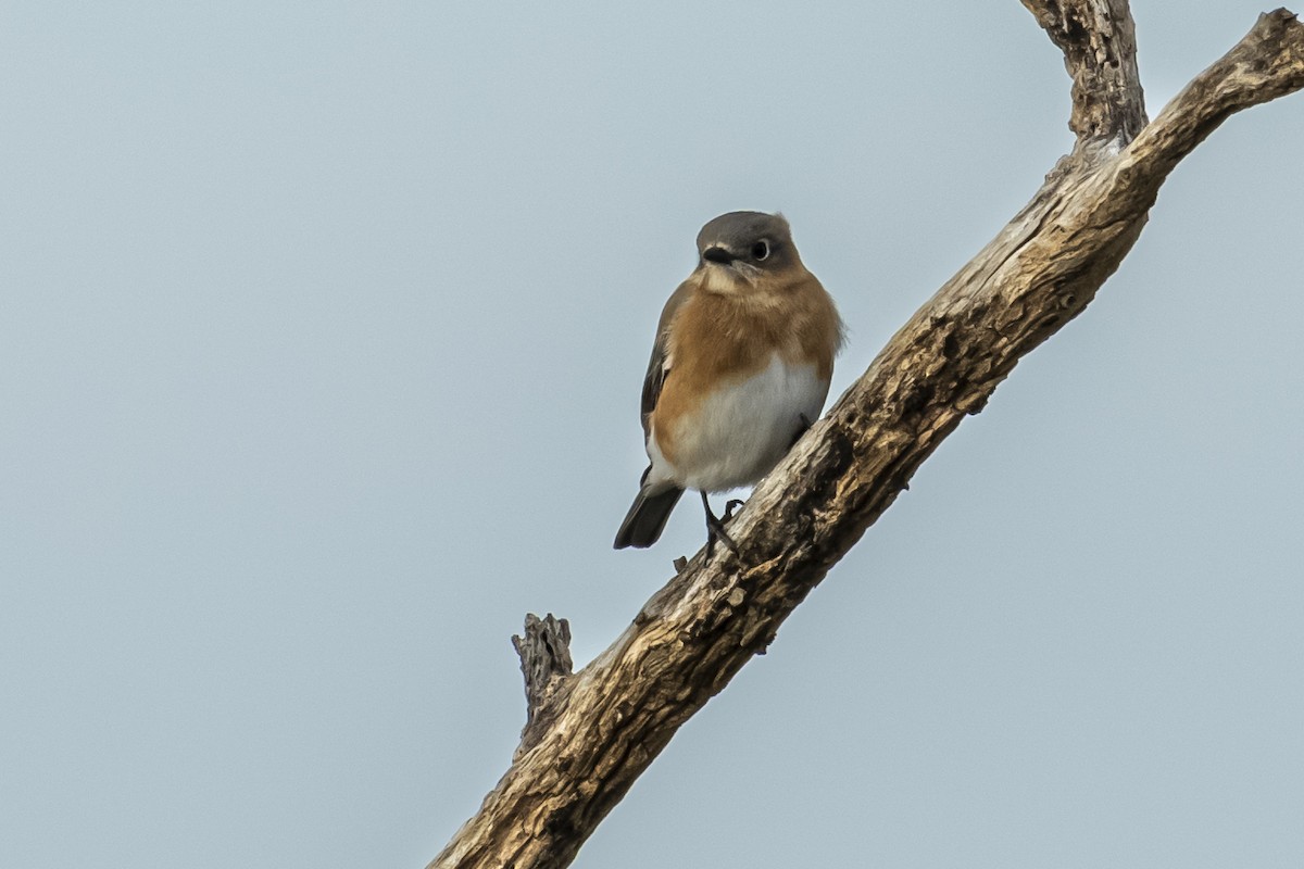Eastern Bluebird - ML647629448
