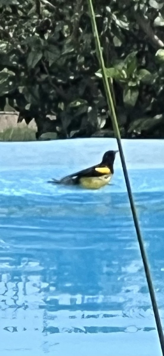 Black-vented Oriole - ML647629452