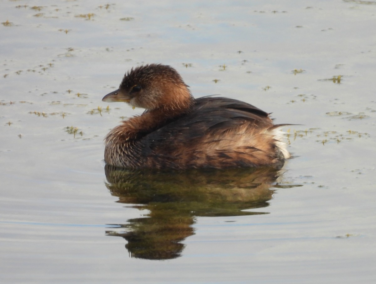 טבלן עקוד-מקור - ML647629453