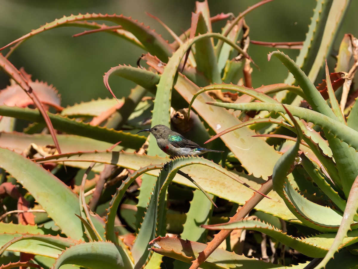 Southern Double-collared Sunbird - ML647629474