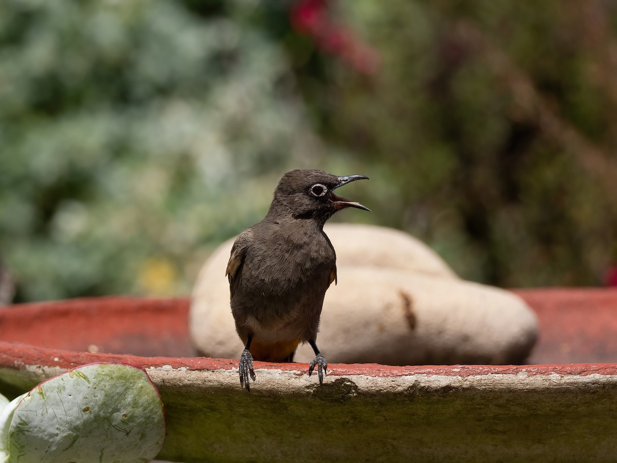 Cape Bulbul - ML647629479
