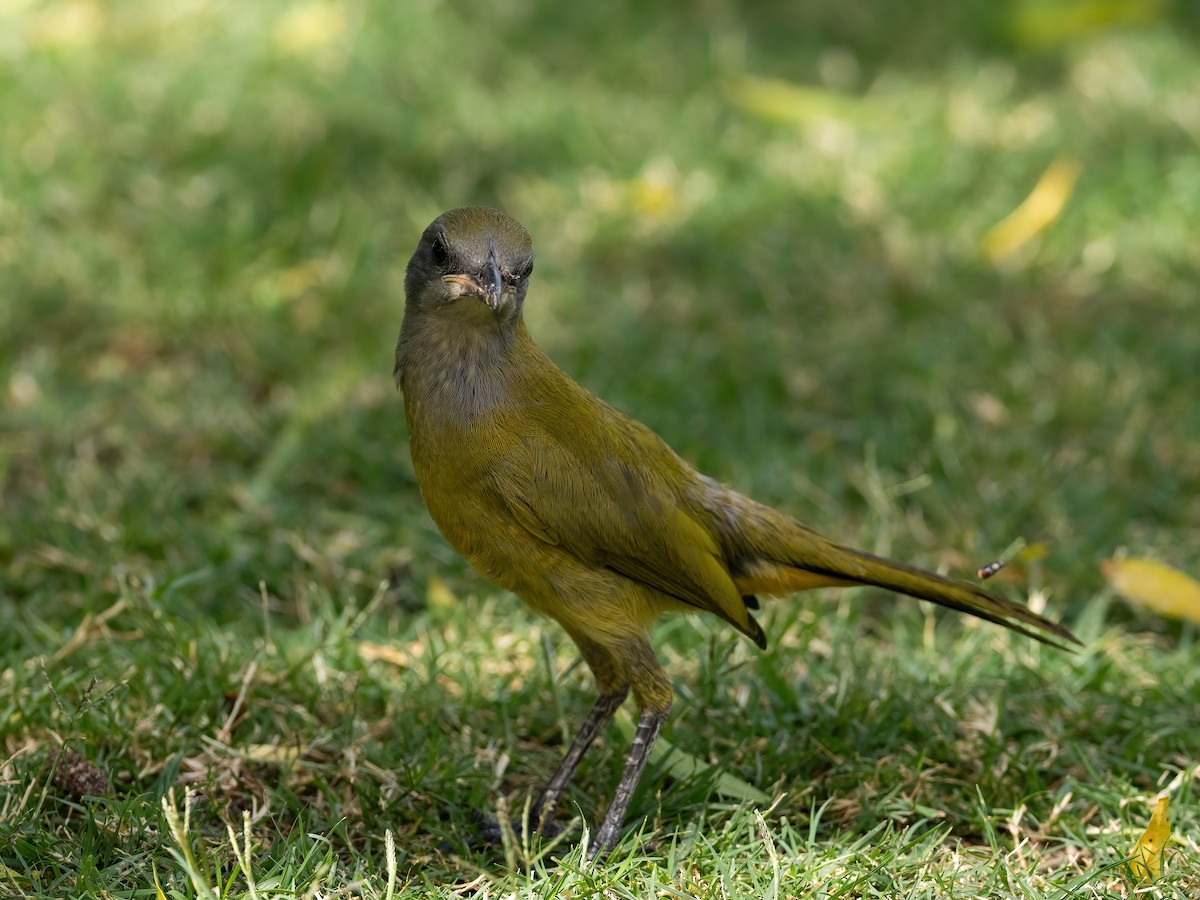 Bokmakierie (Southern) - ML647629488