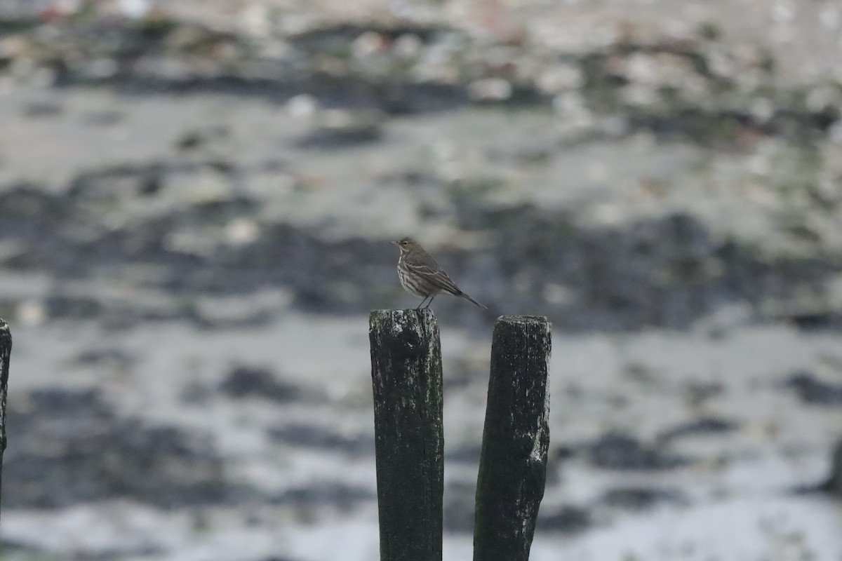 Rock Pipit - ML647629509