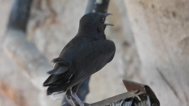 Black Scrub-Robin - ML647629515