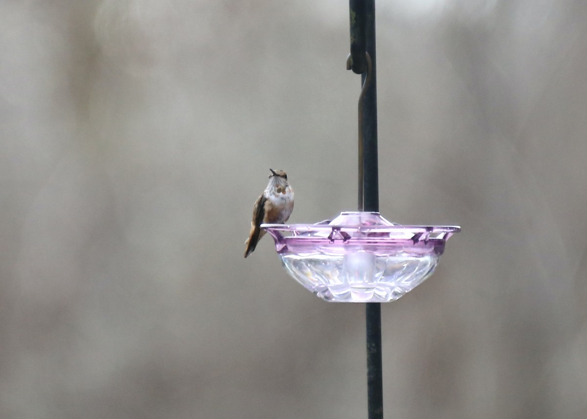 Rufous Hummingbird - ML647629520