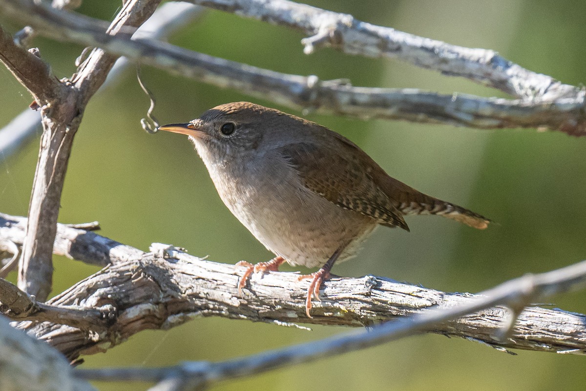Northern House Wren - ML647629529