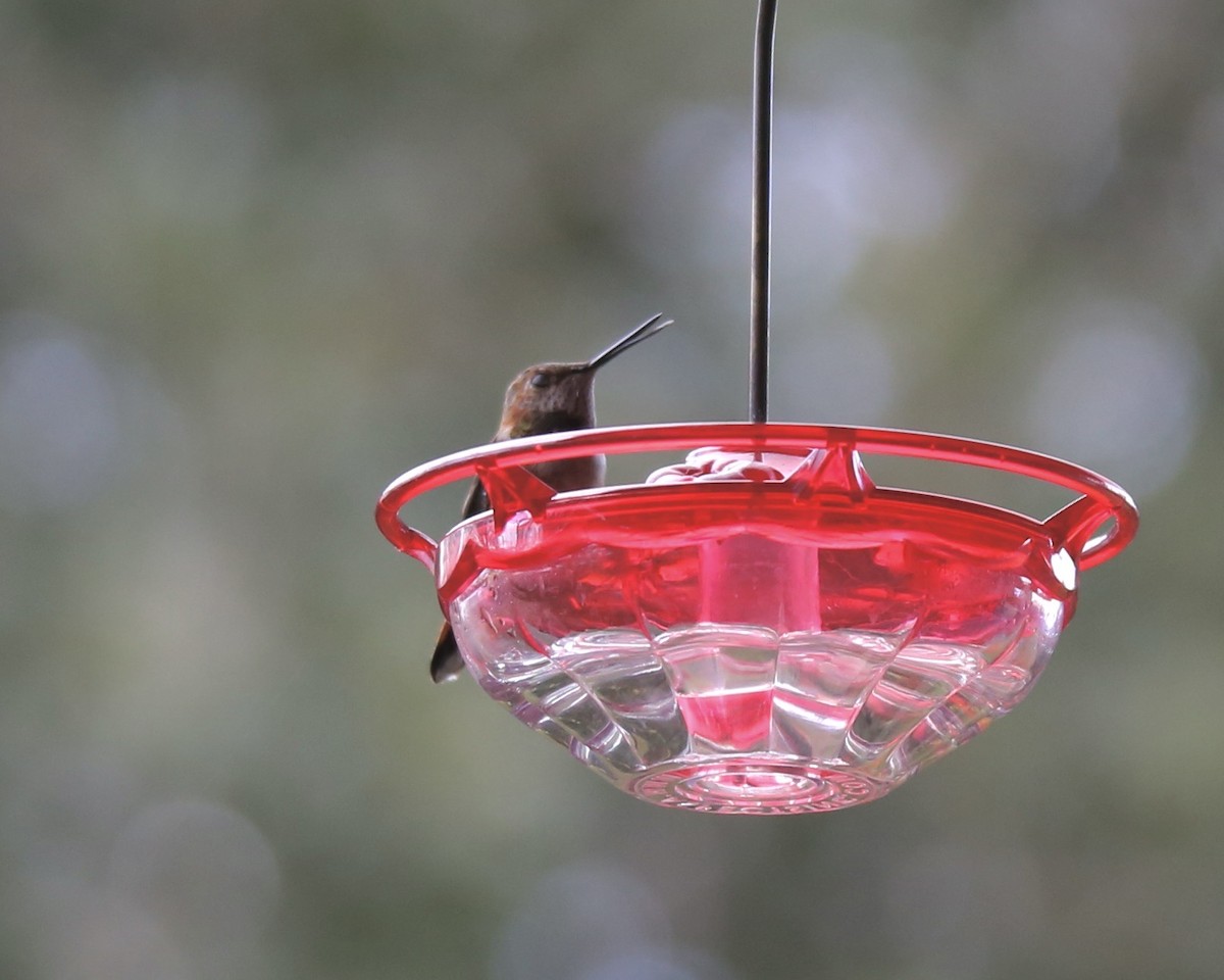 Rufous Hummingbird - ML647629531