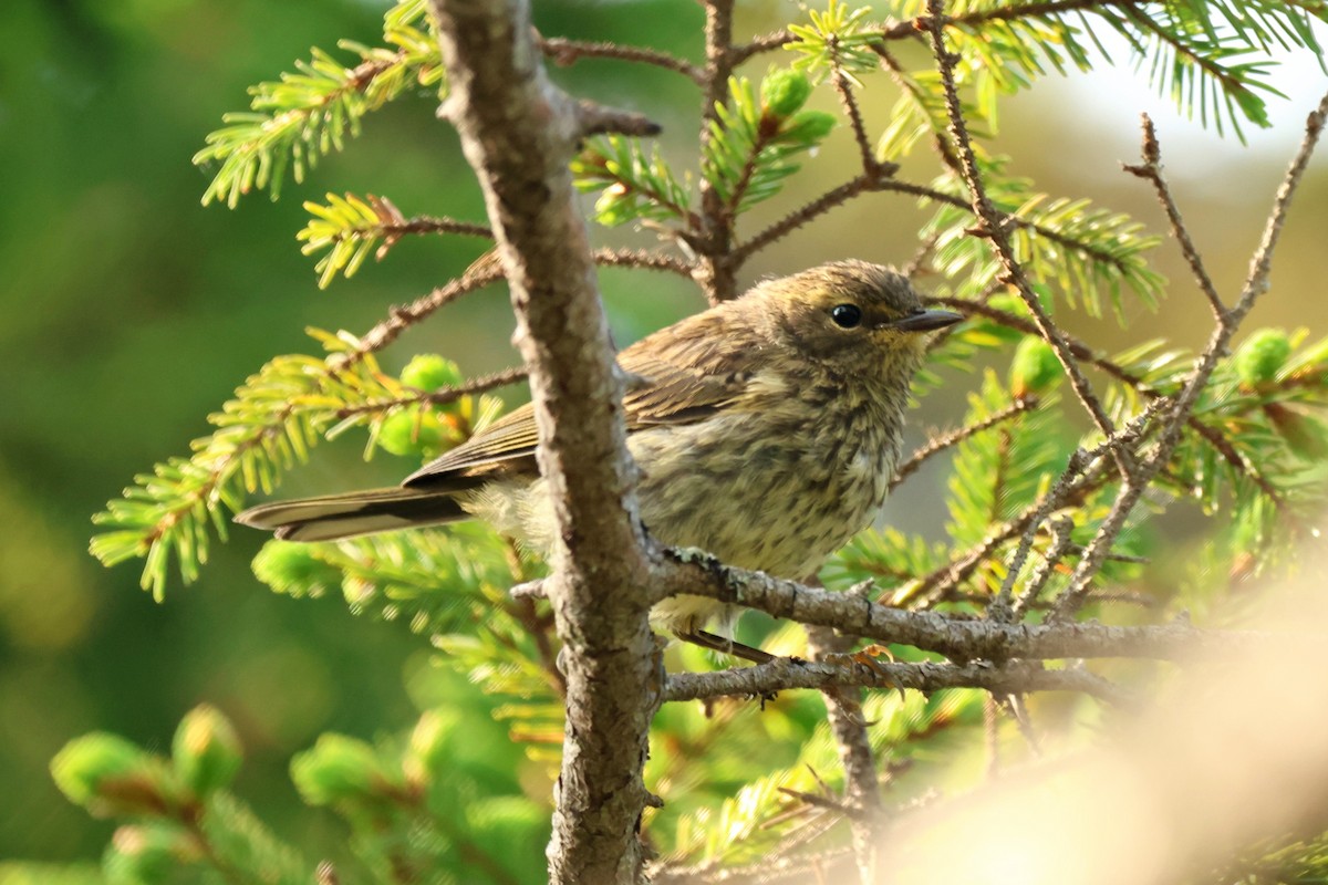 Cape May Warbler - ML647629546
