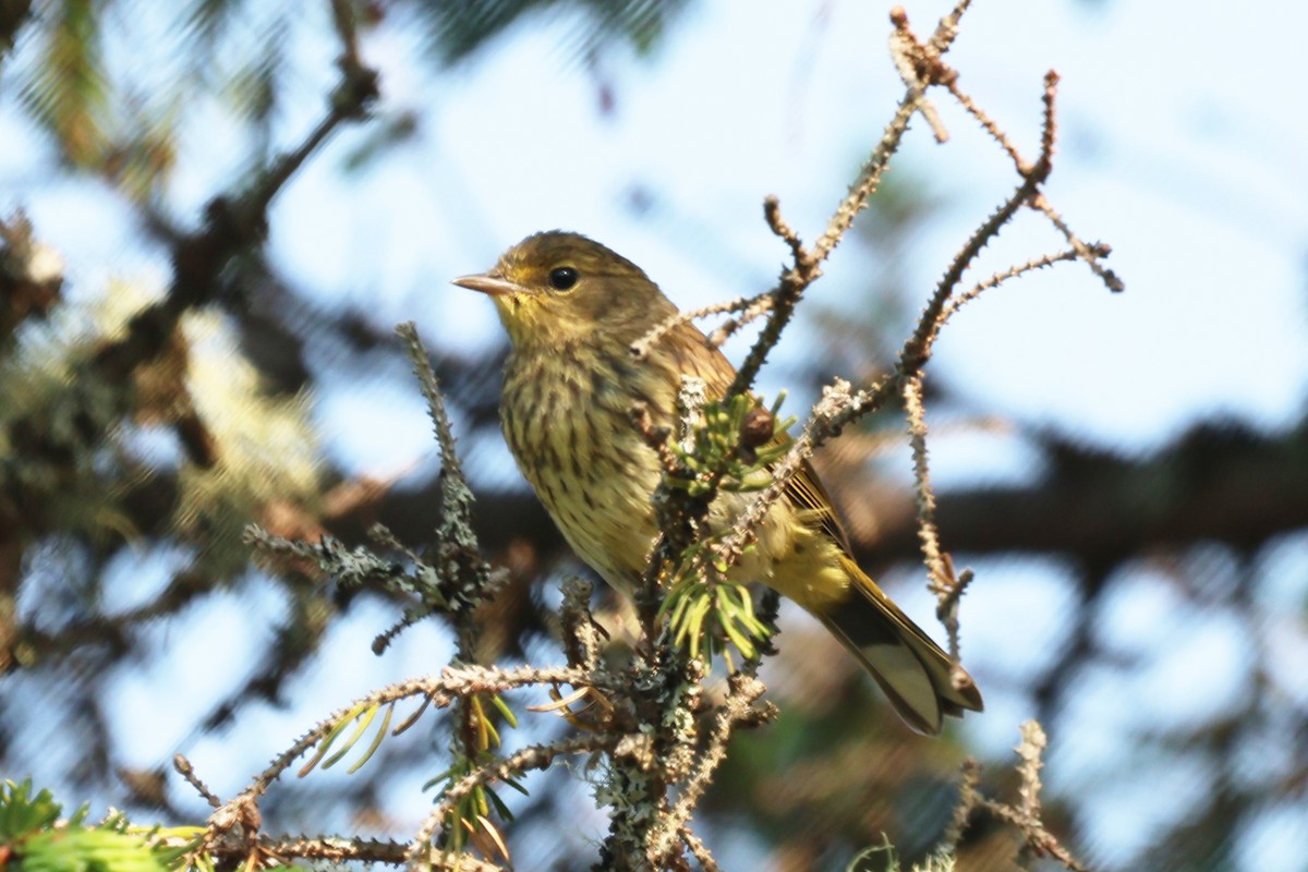 Cape May Warbler - ML647629552